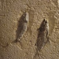 Image du profil utilisateur