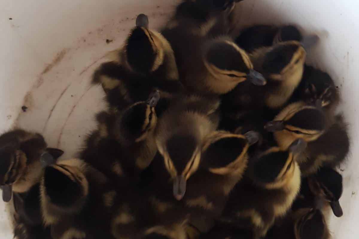 Couvées de canards colverts