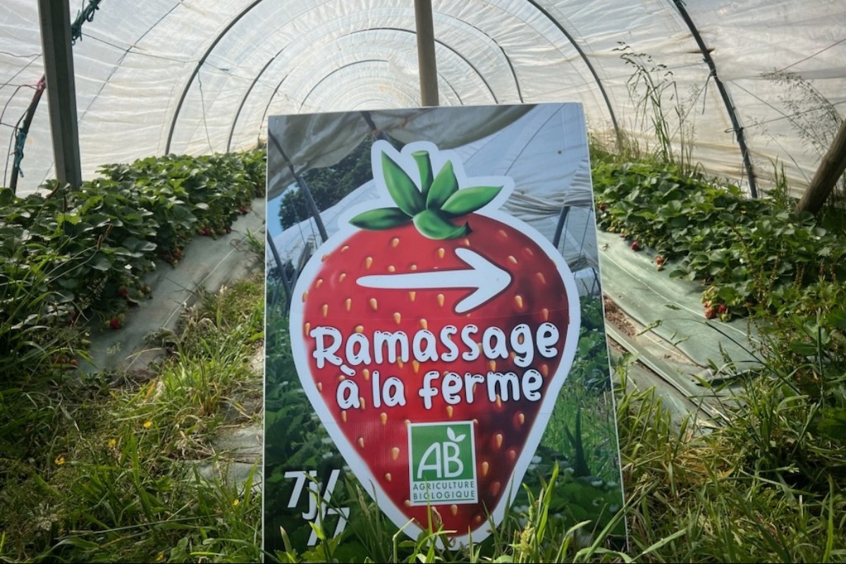 Ramassage de FRAISES BIO à la ferme de Champeaux