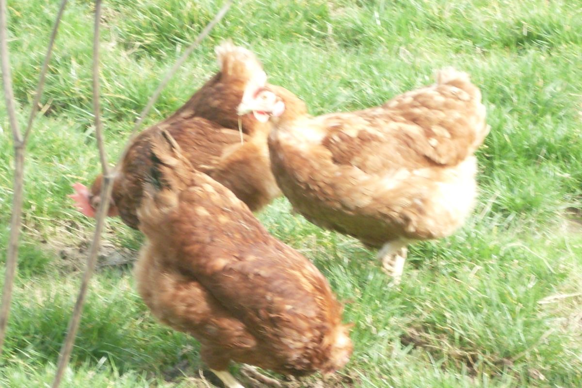 poules pondeuses