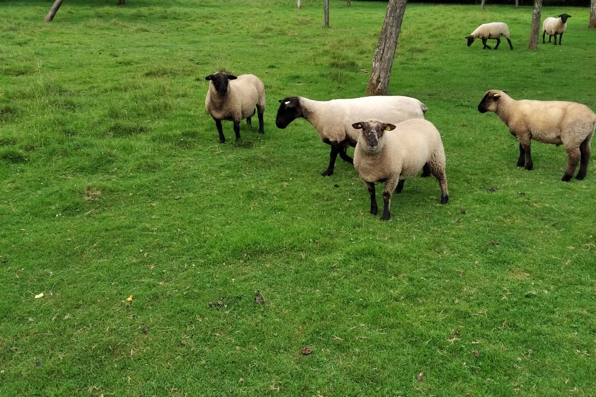 agneaux mâles et femelles Suffolk et roussin