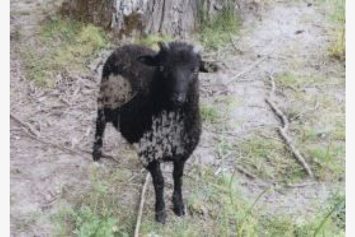1 mouton noir