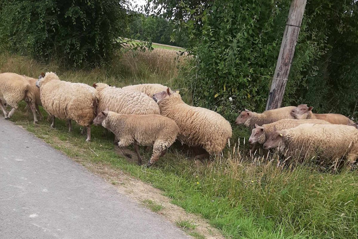 A vendre 3 béliers roussins du début de l'année 