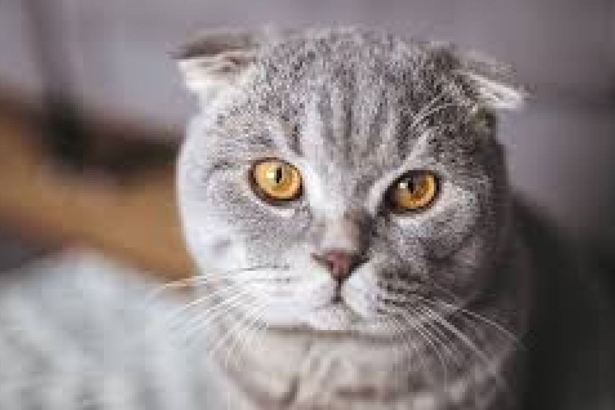 chaton trop mignon