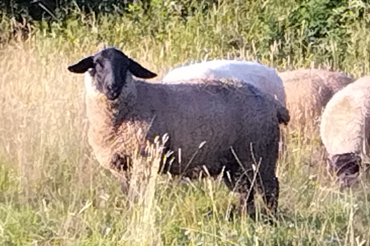 Béliers et agnelles suffolk