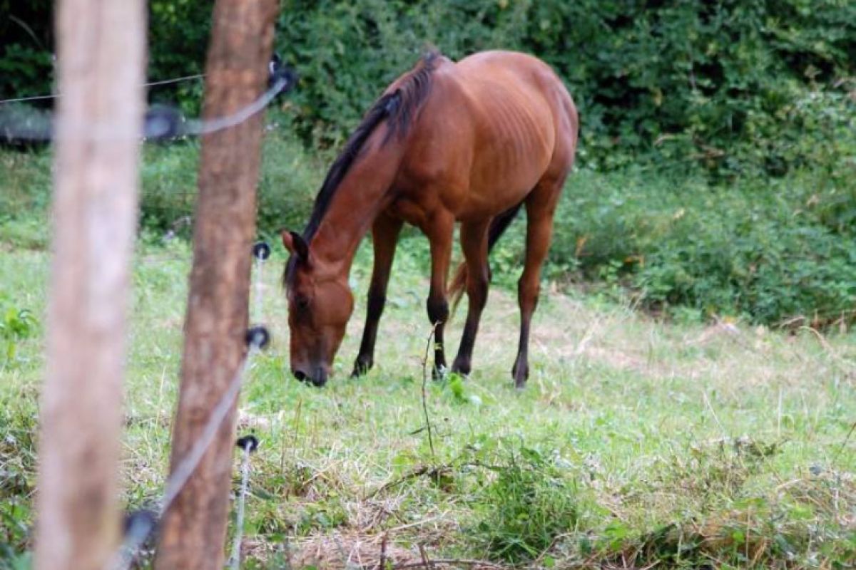 Pension chevaux 