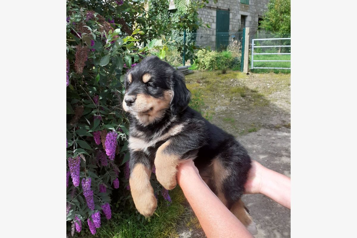 Croisés golden retriever et terre neuve