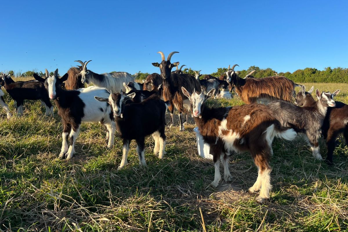 Jeunes boucs des fossés