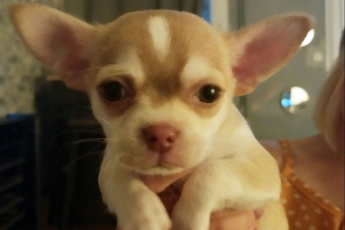 Apparence chihuahua