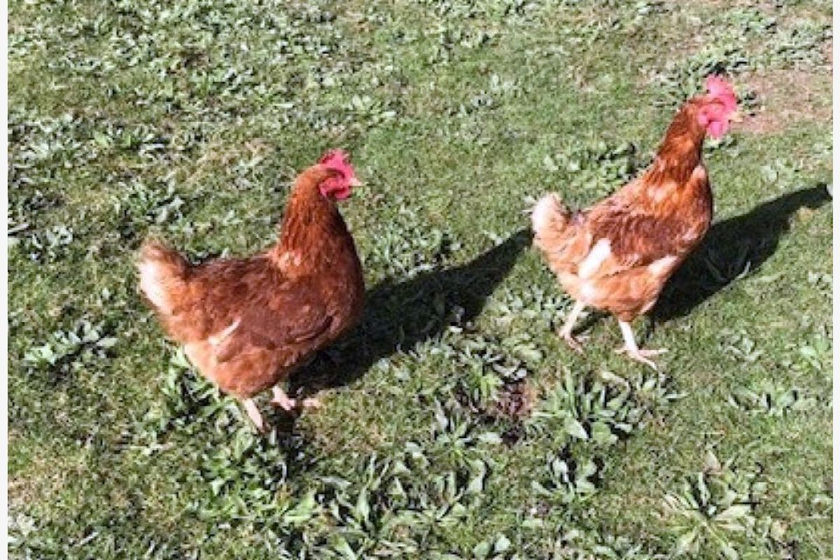 Poules pondeuses