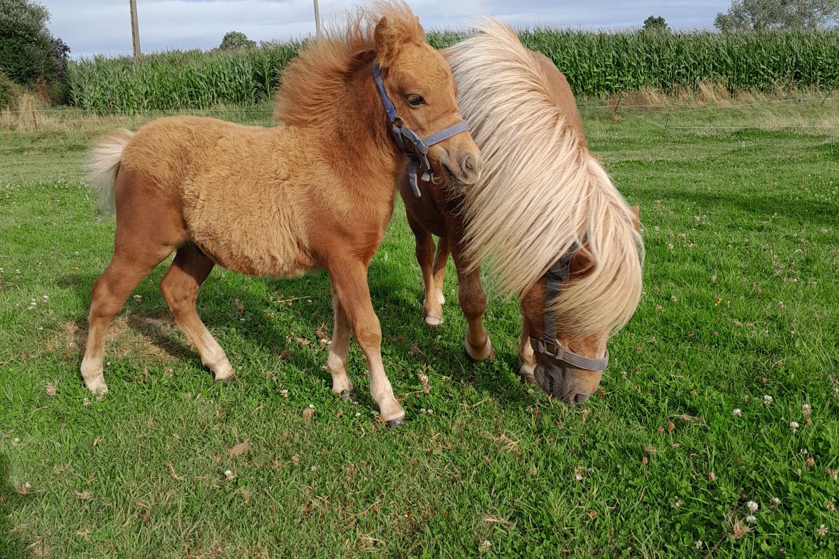 Poulain shetland