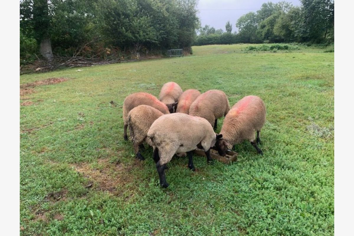 Moutons de consommation