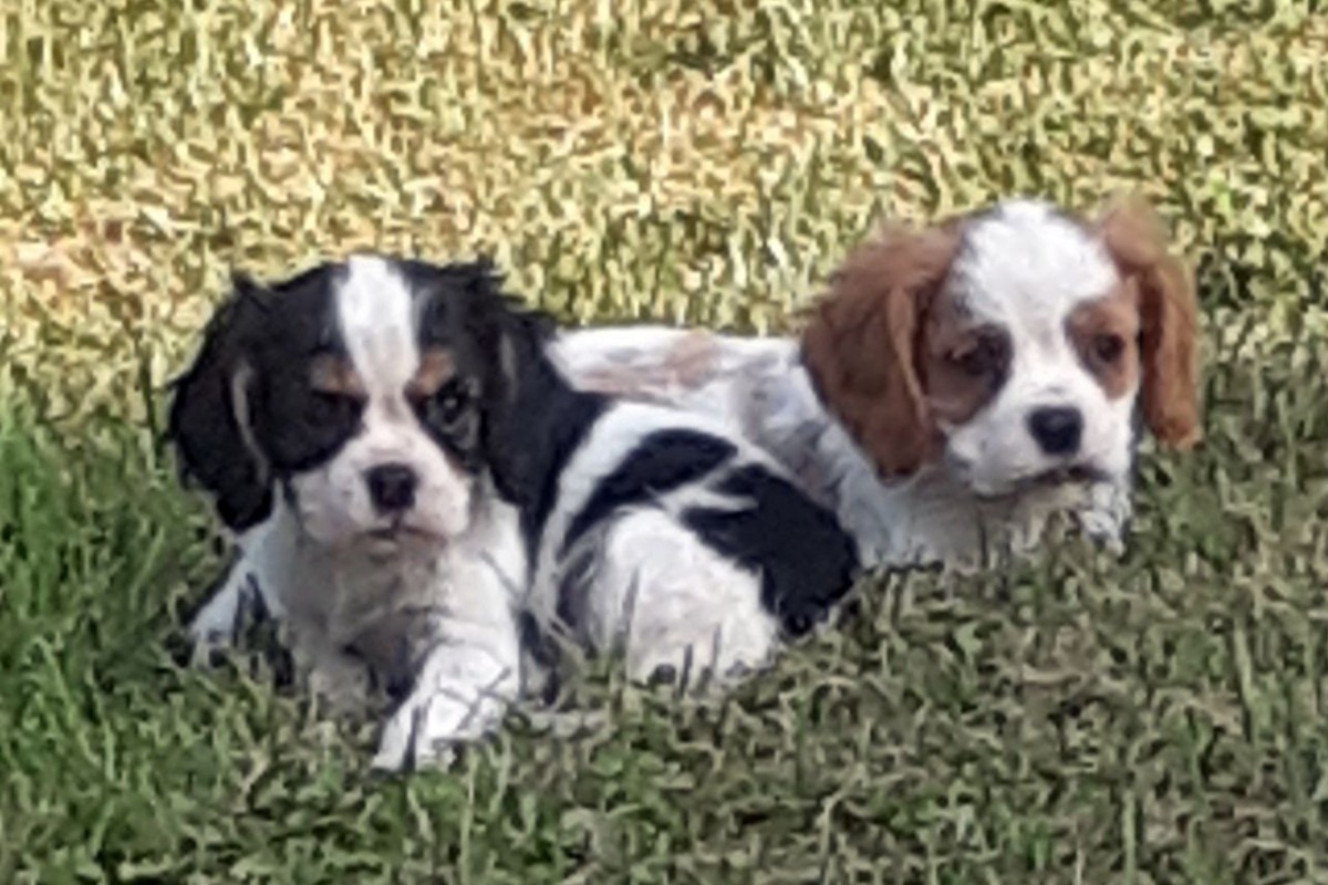 Apparence cavalier king charles