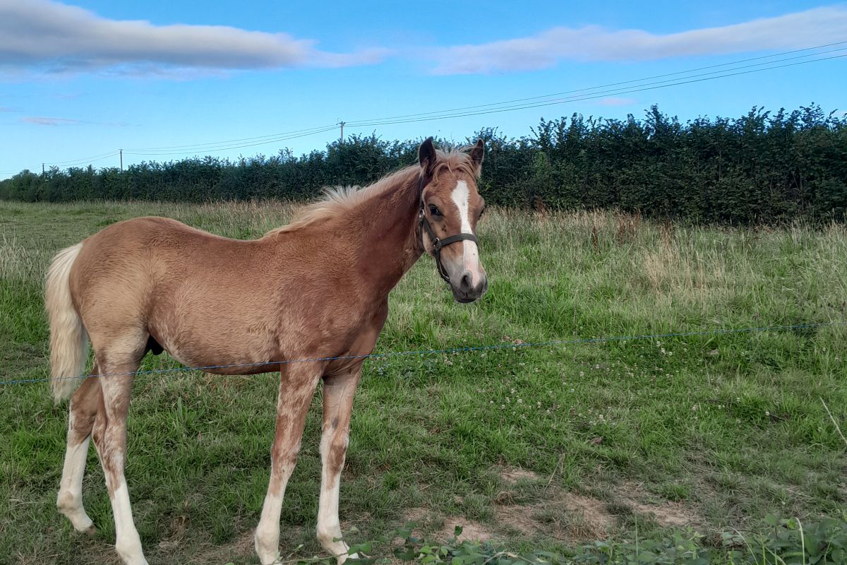 Poulain poney français de selle