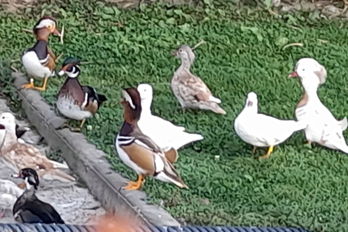 Canards d'ornements