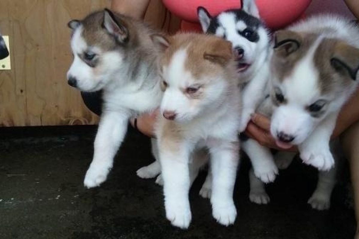 Chiots apparence husky de Sibérie 