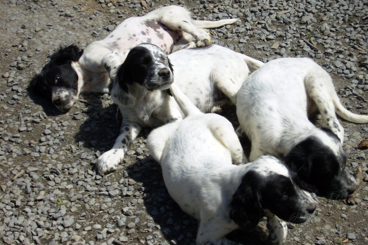 A réserver chiots apparence setter anglais