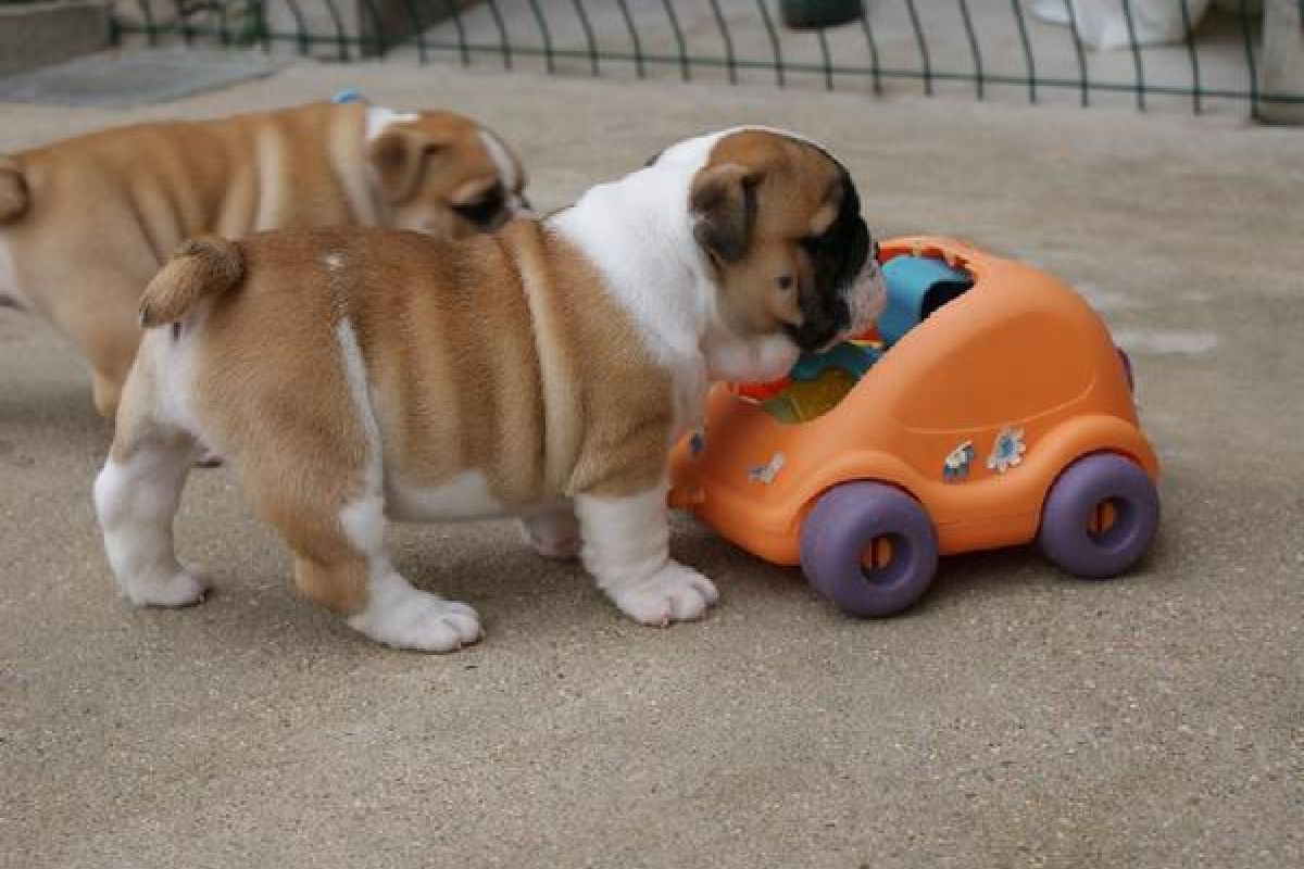 Apparence chiots bulldog anglais 