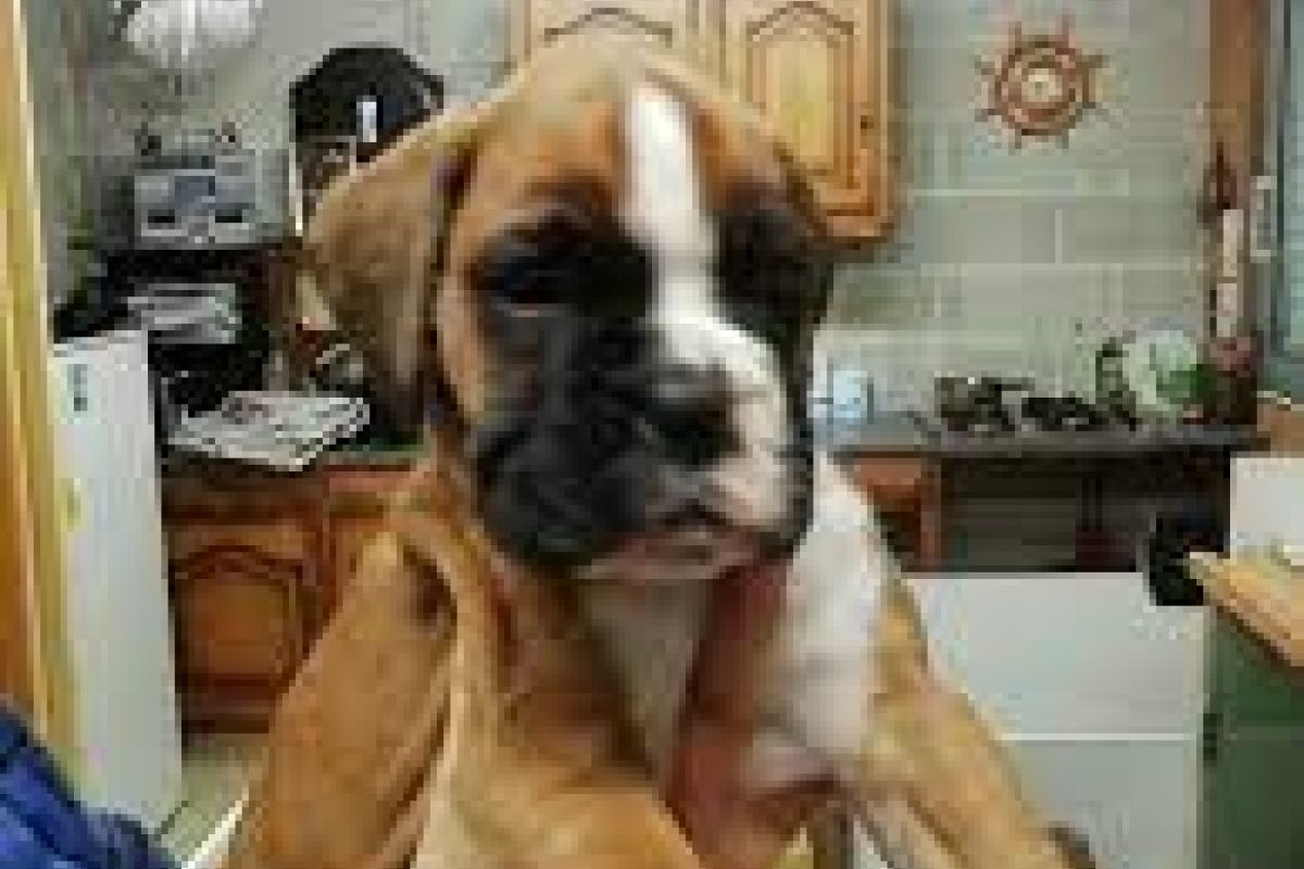 Apparence chiots boxer 