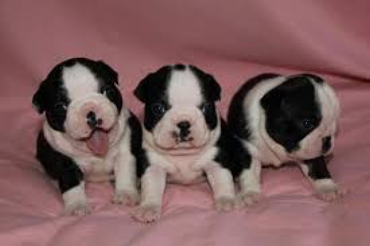 Apparence chiots boston terrier 