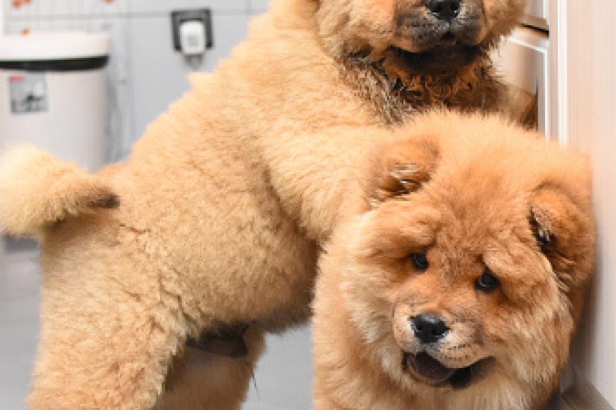 Apparence chiots chowchow 