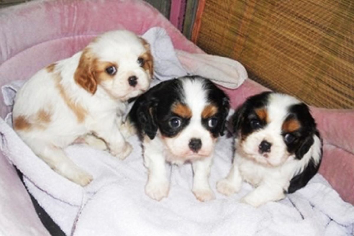 Apparence chiots cavalier king charles 