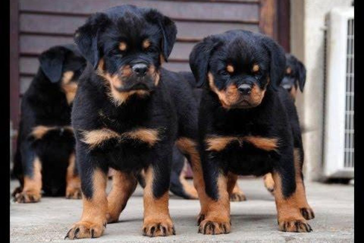 Apparence chiots rottweiler 