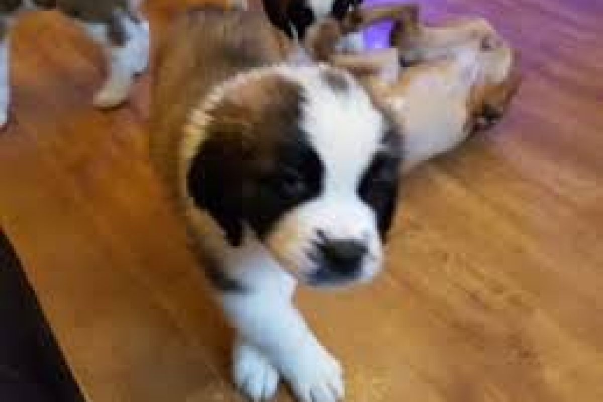 Apparence chiots saint Bernard 