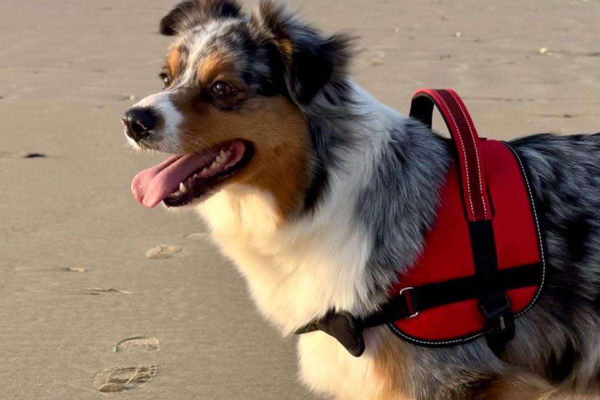 Chiens à donner contre bon soins 