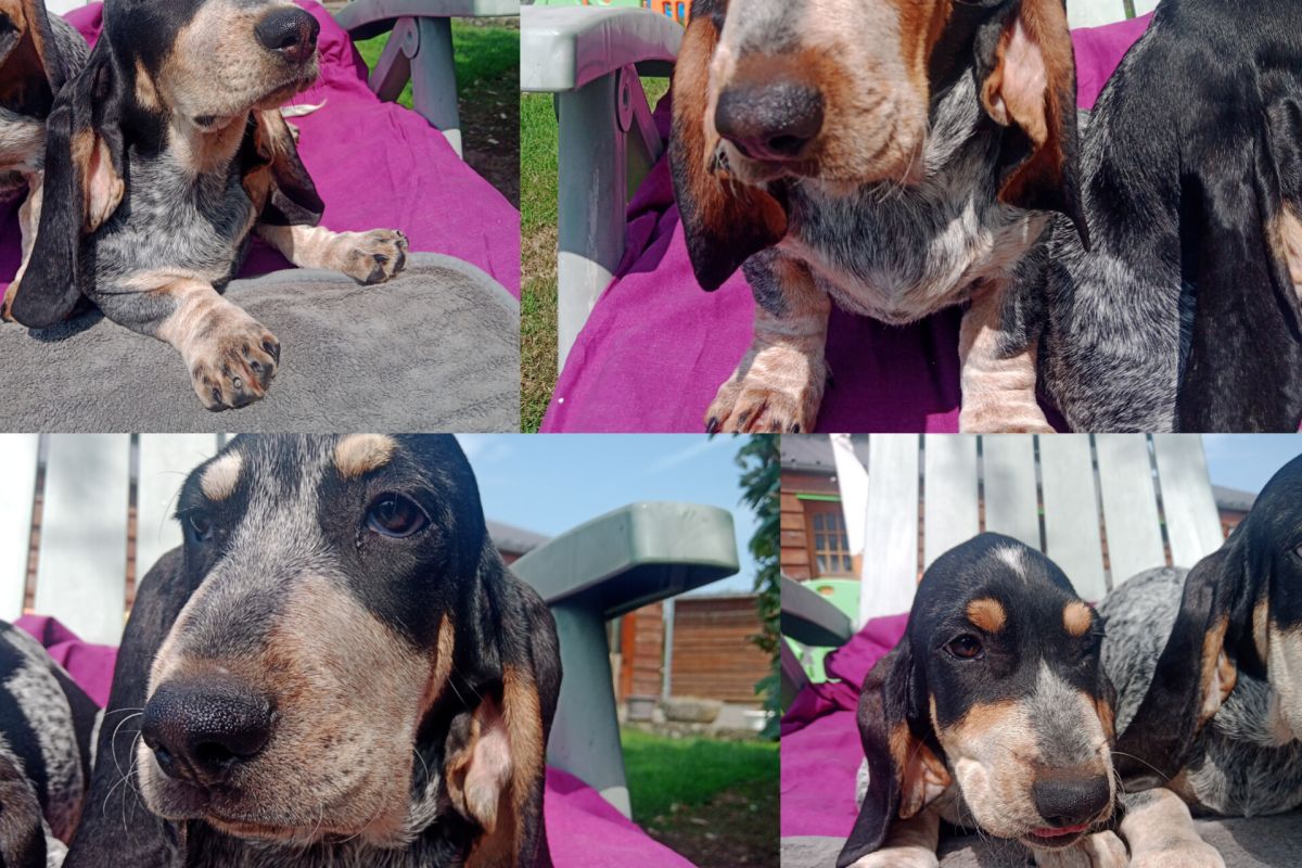 Race basset bleu de Gascogne LOF