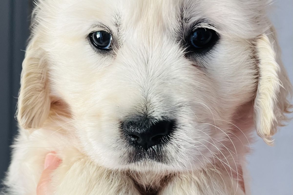 Magnifiques chiots apparence golden retriever