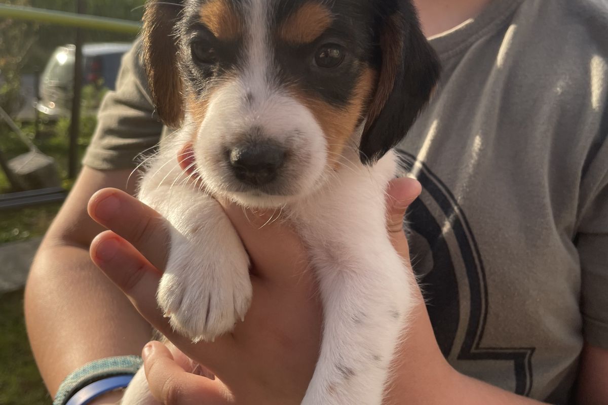 chiots Beagle