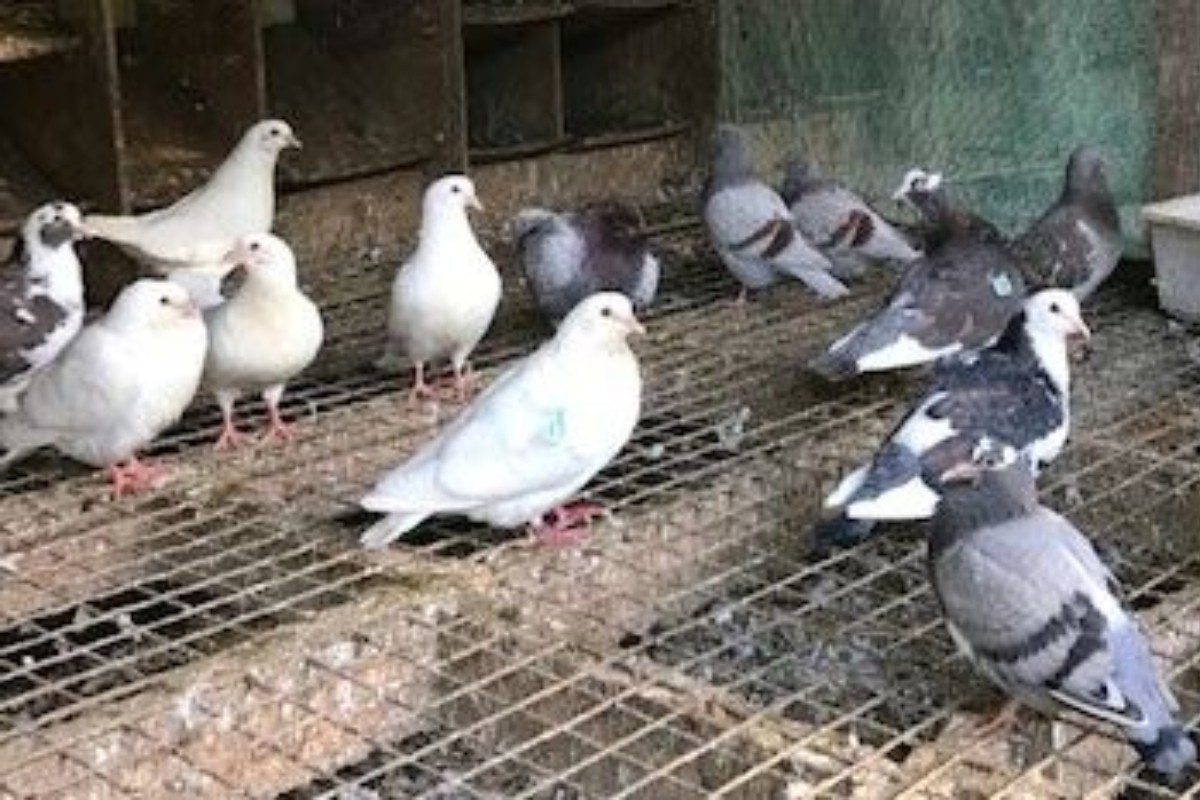 Couples reproducteurs de pigeons de chair