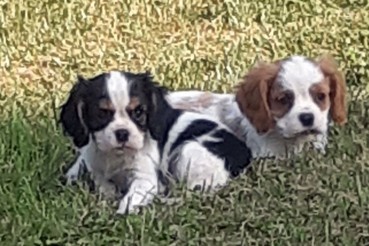 Apparence cavalier king charles