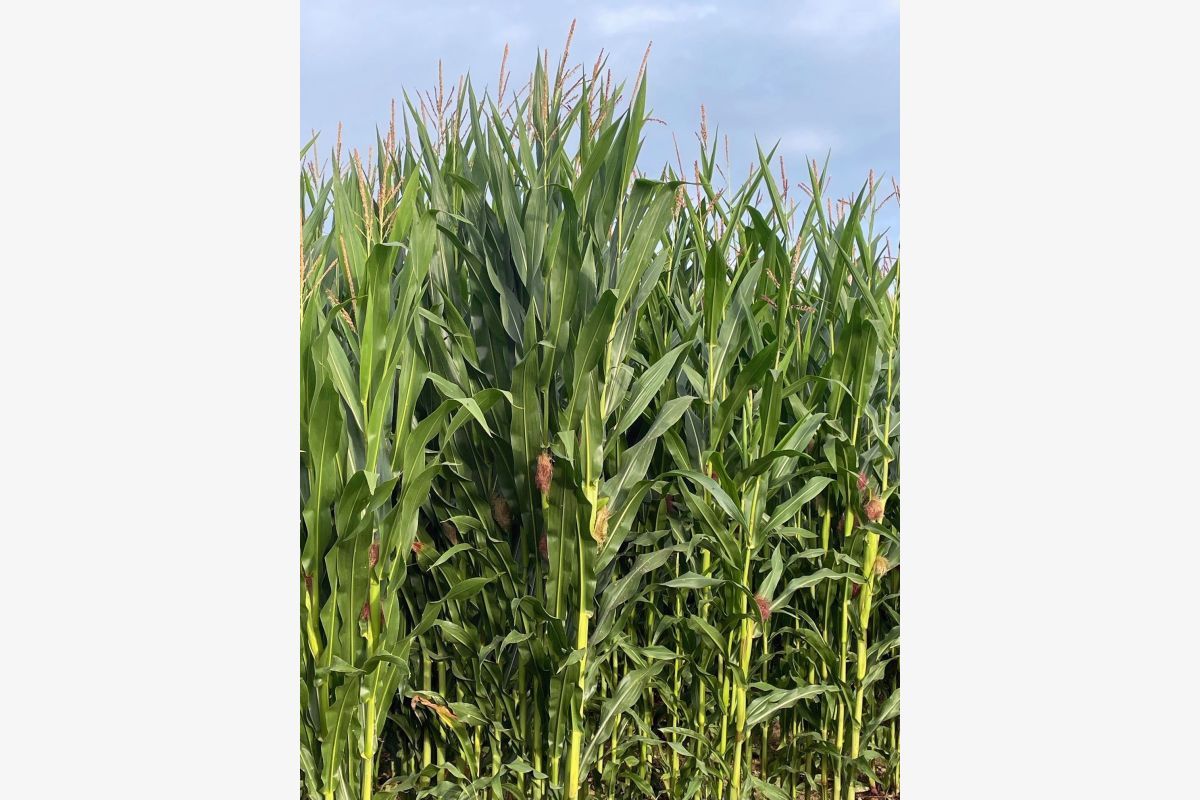 12 ha de maïs ensilage