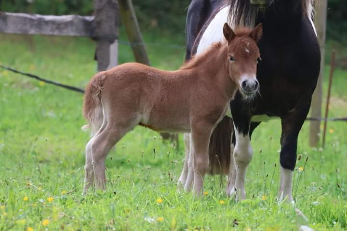 Poulain type shetland 