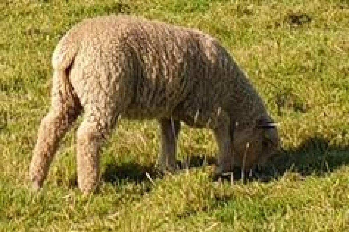 Agneaux avranchins et rouges de l'ouest