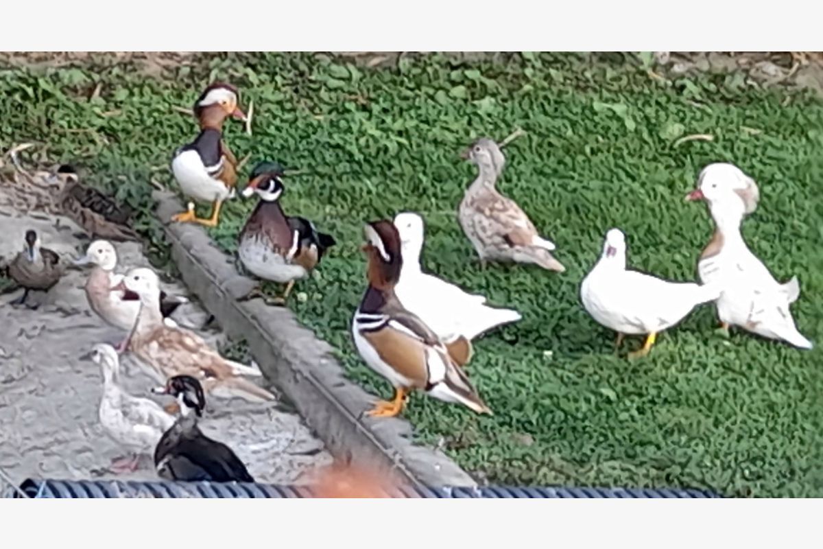 Canards d'ornements