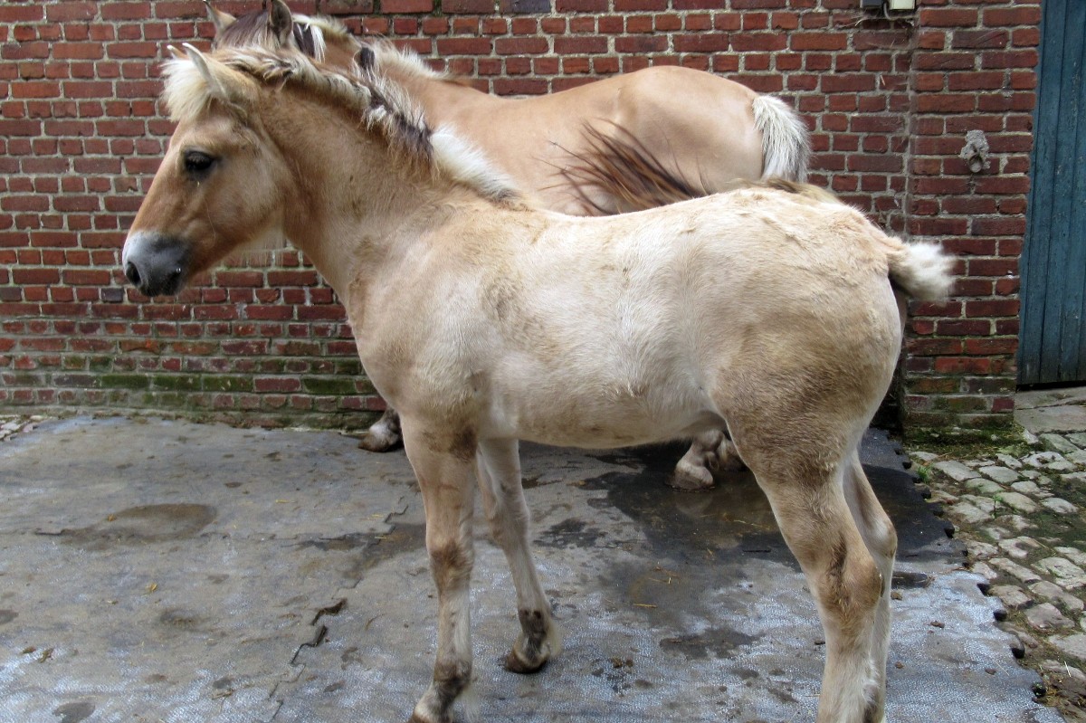 Chevaux fjord