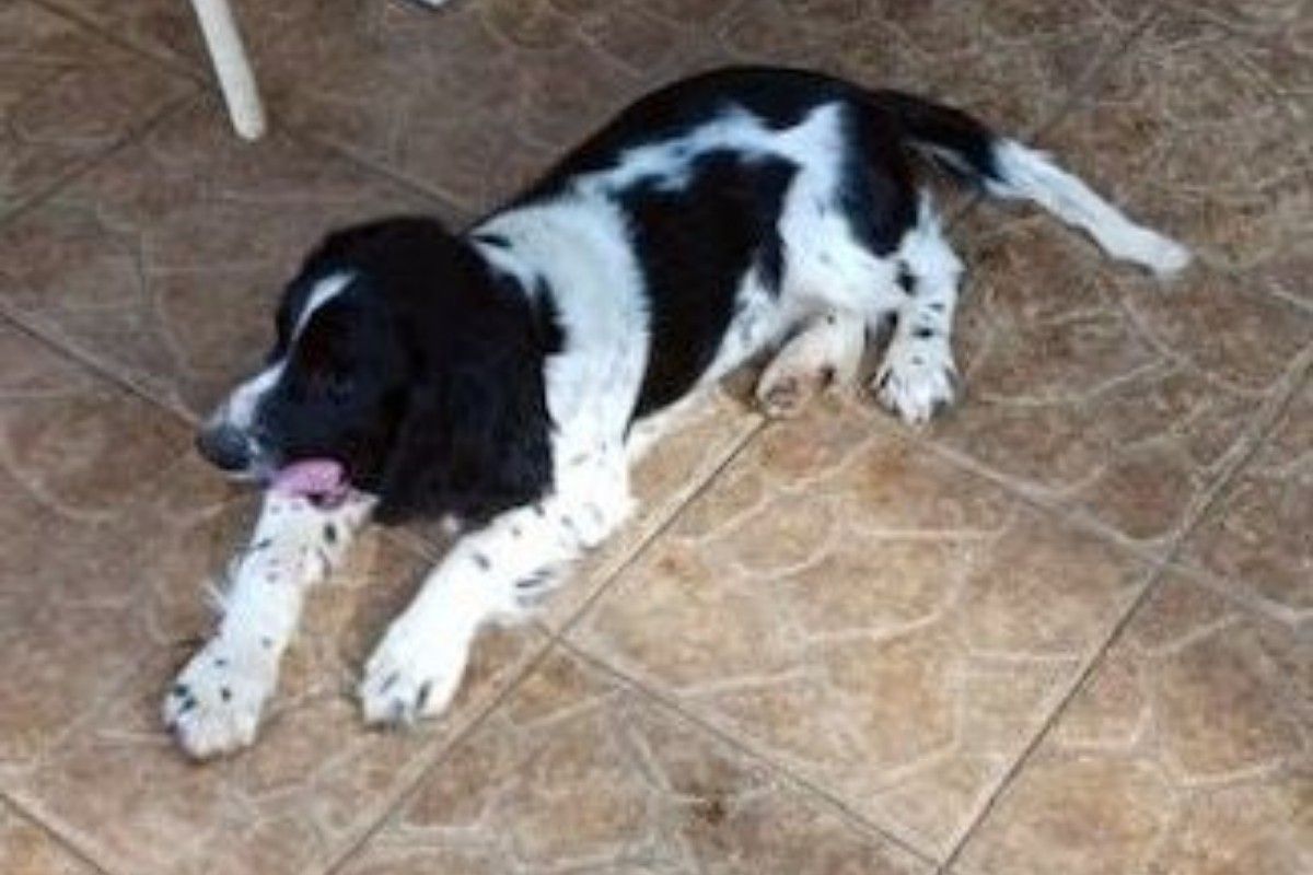 Apparence springer spaniel