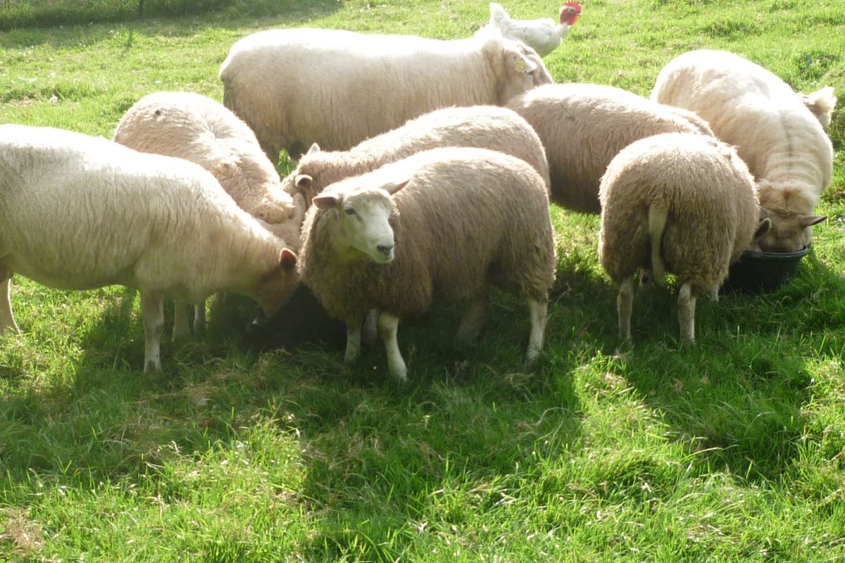 Bélier croisé texel