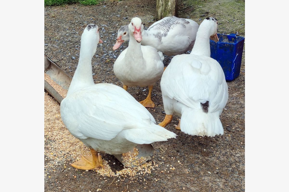 2 jeunes couples canards-dindes