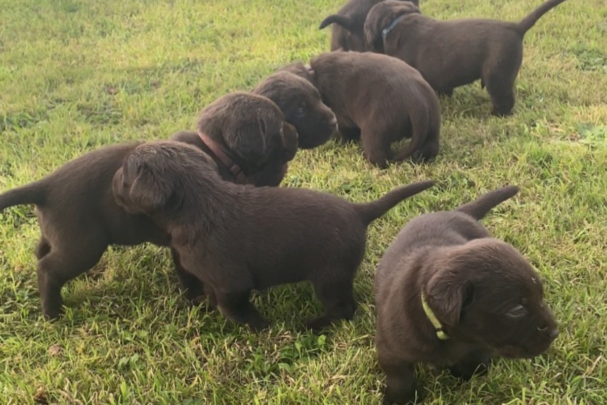 Race labrador marron