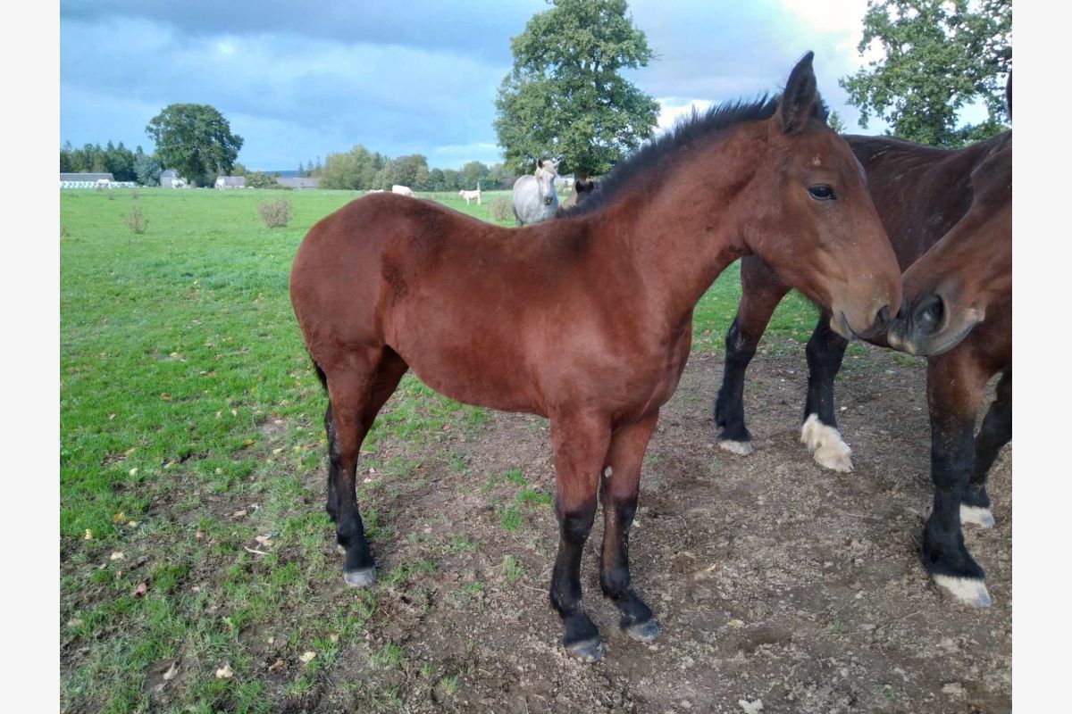 Pouliche cob normand