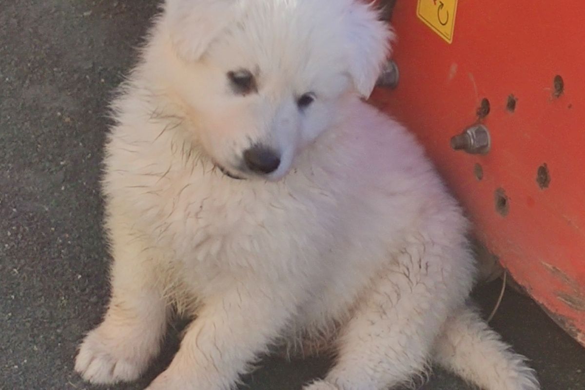 Vends chiots race berger blanc suisse 