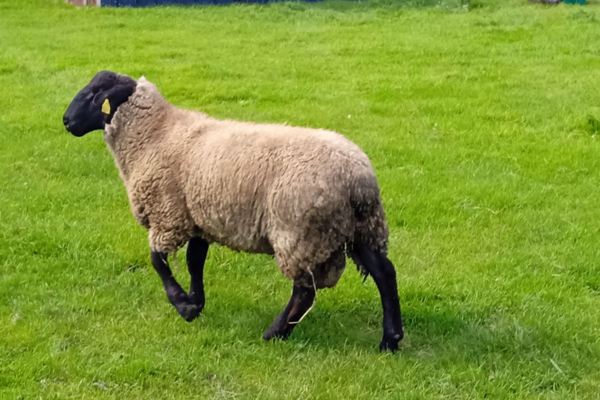 Béliers suffolks