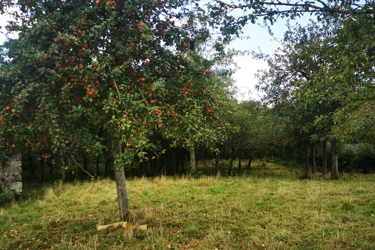 Pommes à cidre