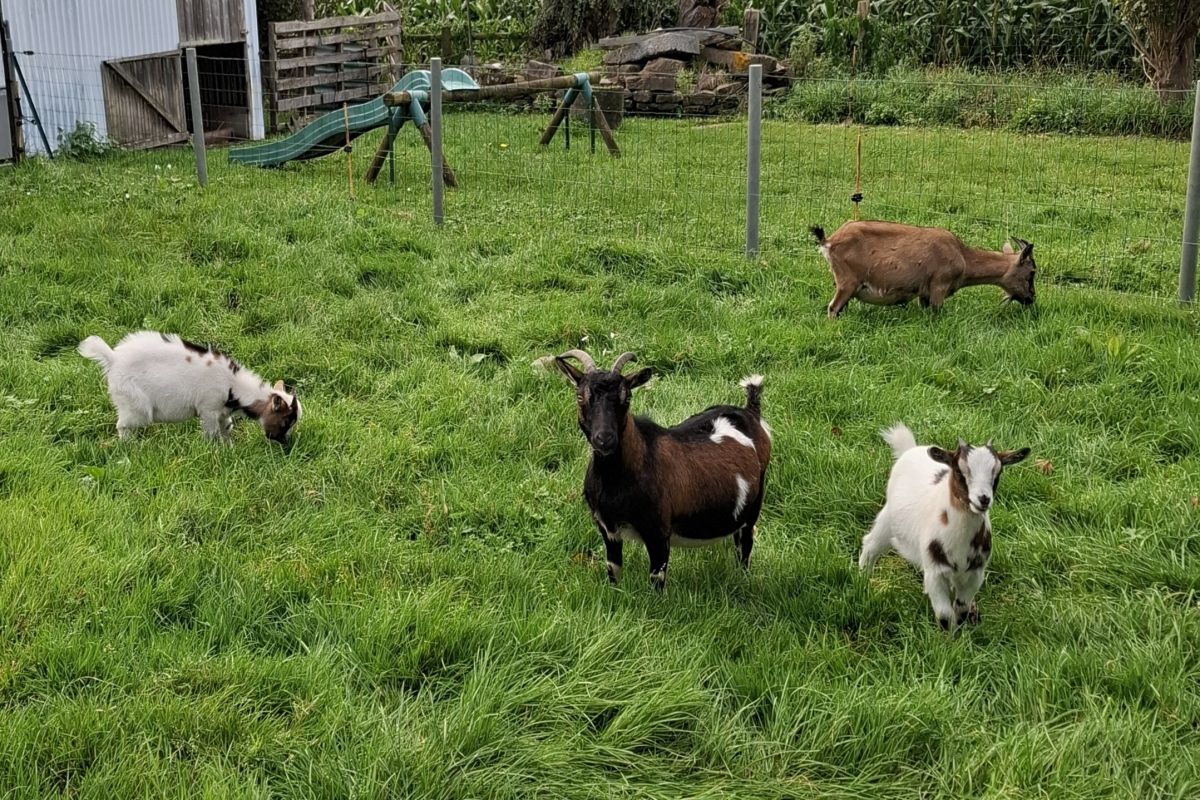 Chèvre et bouc nains