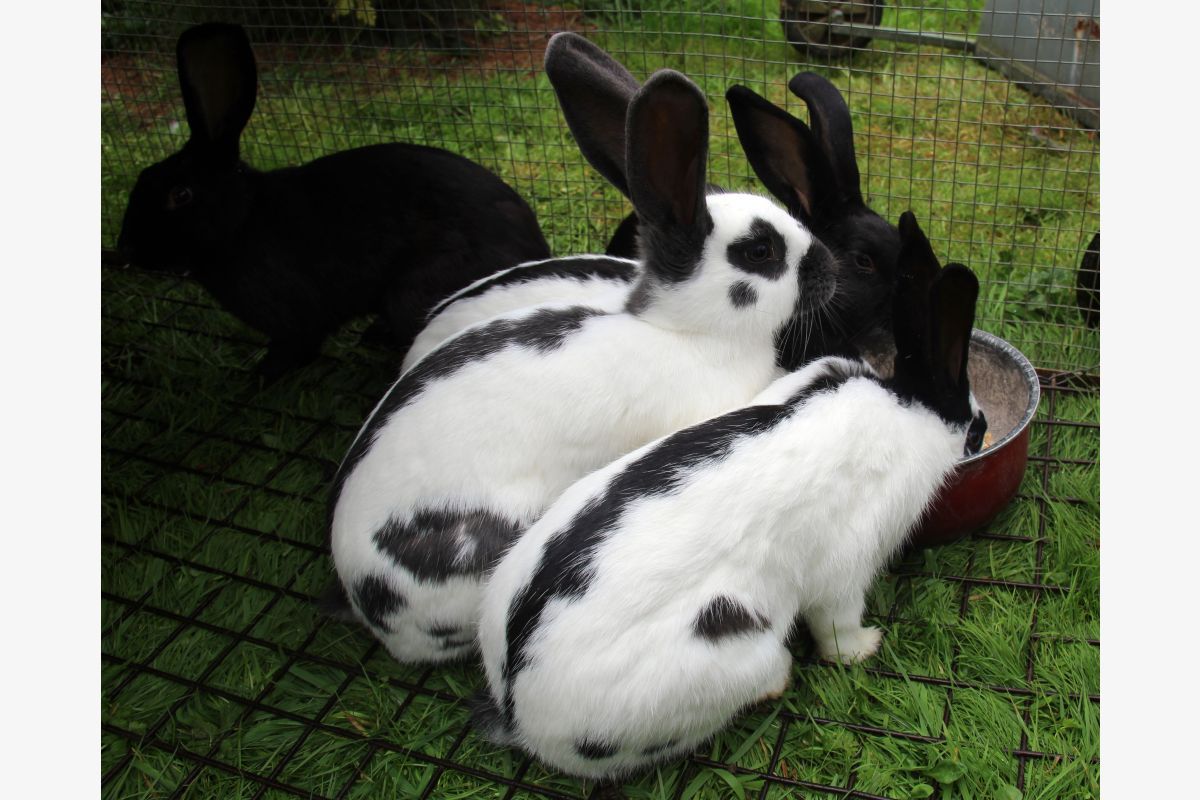 Jeunes lapins papillon