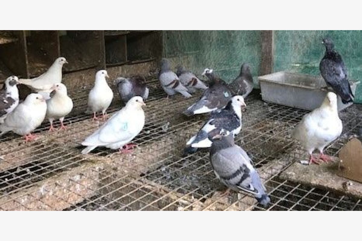 Couples reproducteurs de pigeons de chair